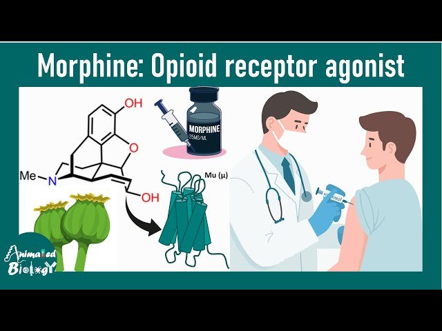 Morphine - How Morphine Affects the Brain and Body - Pharmacology of Opioids