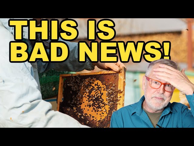 Beekeeping - Spring Deadly Disease and How to Spot It
