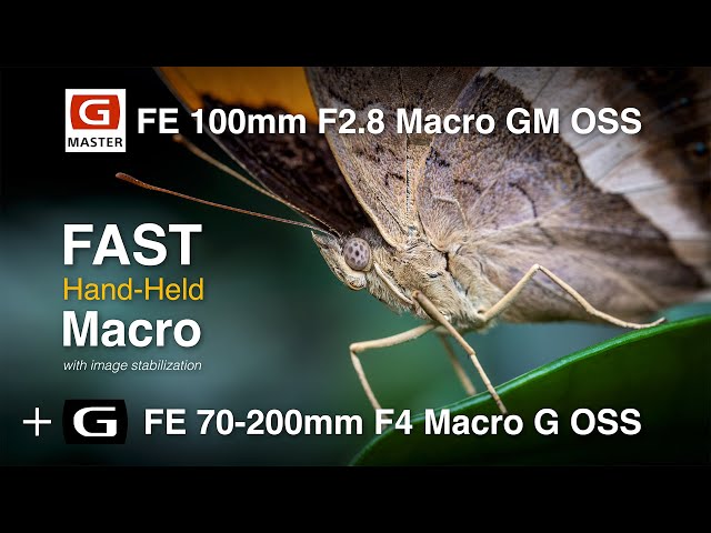 Sony 100mm Macro GM and 70-200 Macro G Lens Review