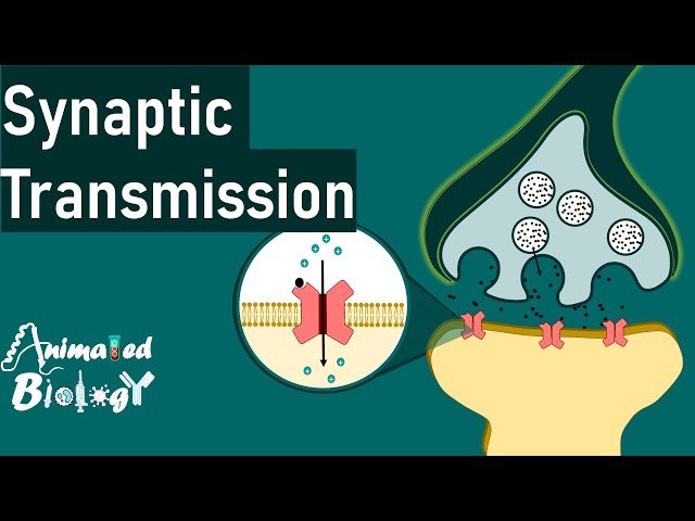Synaptic Transmission - How Synaptic Transmission Works - Neurology Basics