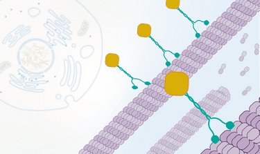 Cell Biology: The Cytoskeleton and Cell Cycle