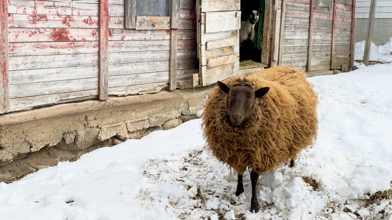 Shearing Sheep