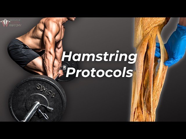 Effective Hamstring Training for Strength and Injury Prevention - Anatomical Insights