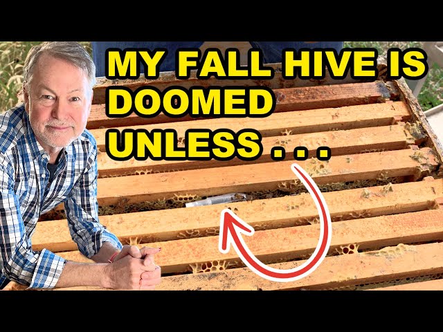 Beekeeping - How to Avoid This Fall Mistake That Could Kill Your Hive