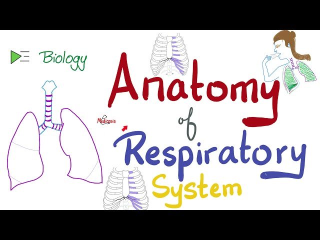 Respiratory Physiology