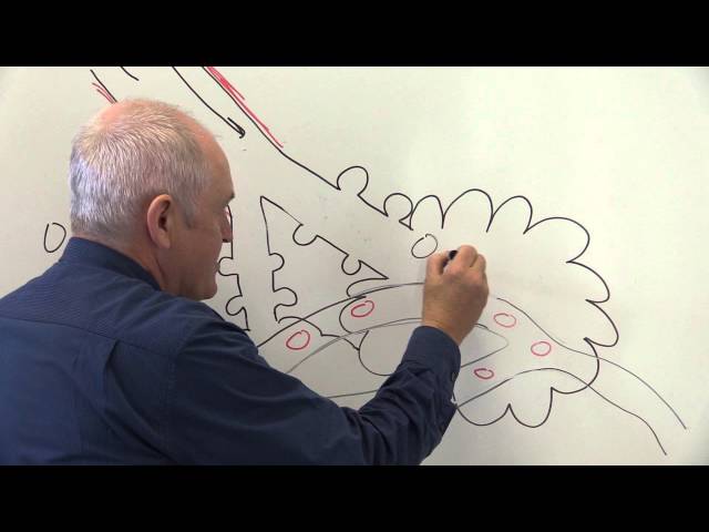 Respiratory System - Anatomy, Physiology, and Clinical Applications