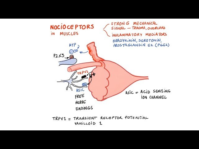 Understanding Muscle Pain: Mechanisms and Clinical Significance - Part 2