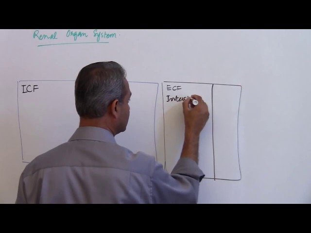 Body Fluid Compartments - Renal Physiology Lecture 1