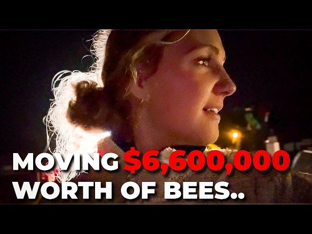 The Riskiest Part of Beekeeping - Commercial Almond Pollination Season