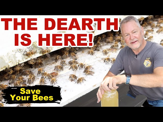 Beekeeping Dearth and Starvation Warning - Act Now