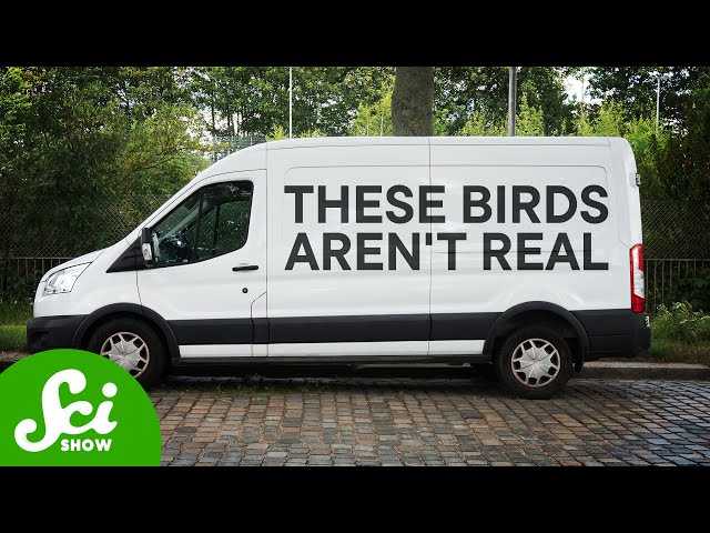 Scientists Use Fake Birds to Study and Conserve Real Bird Species