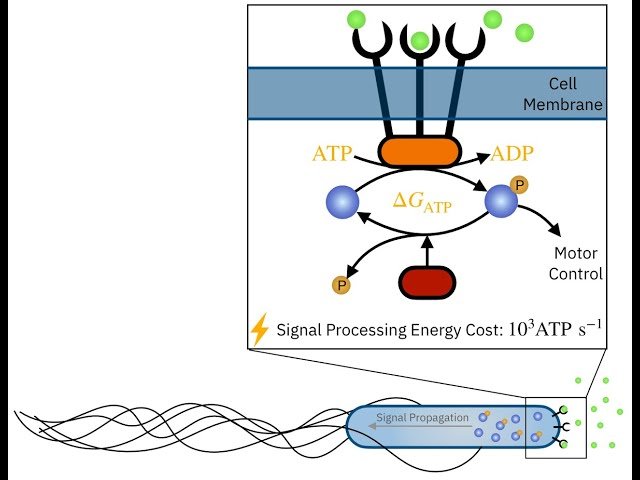 Dissipation-Enhanced Adaptation and Cooperative Sensing in Bacterial Chemotaxis