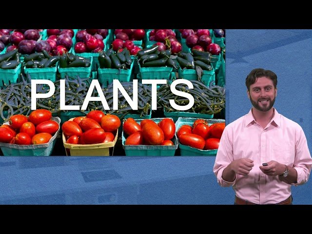 Low-Cost, High-Nutrition Eating for Graduate Students - Nutrition Basics