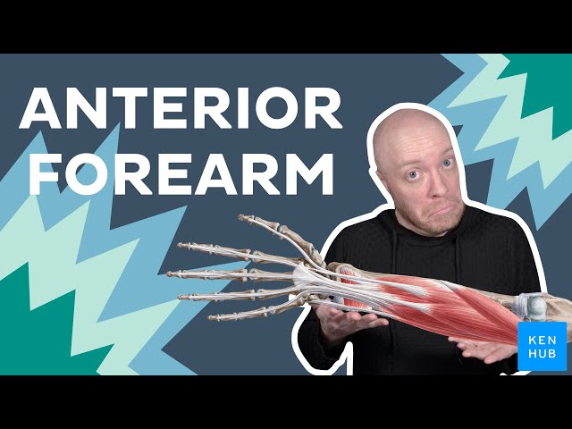 Muscles of the Anterior Forearm - Anatomy and Functions