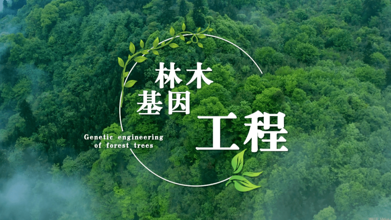 Forest-tree genetic engineering