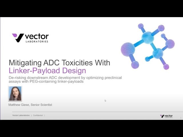 Mitigating ADC Toxicities With Linker-Payload Design: Optimizing Preclinical Assays for Drug Development