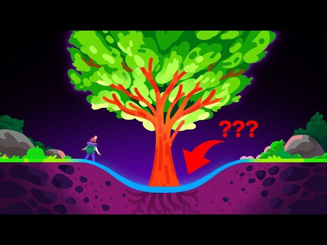 Why Are There No Holes Around Trees?