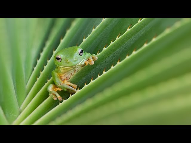 Tips and Tricks to Increase Photographic Impact in Lightroom