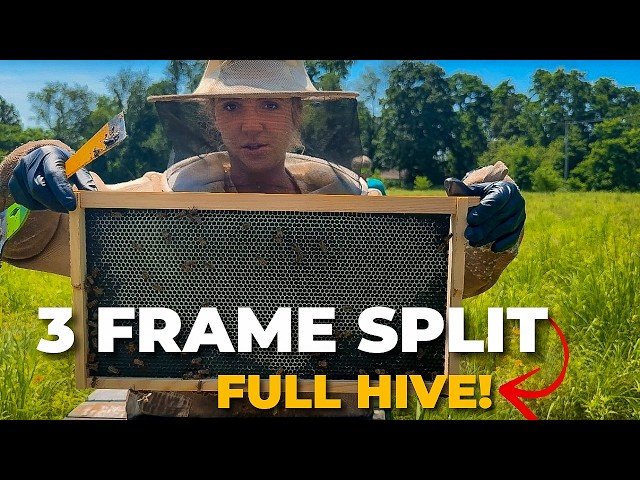 How to Draw Comb Fast - Even in July