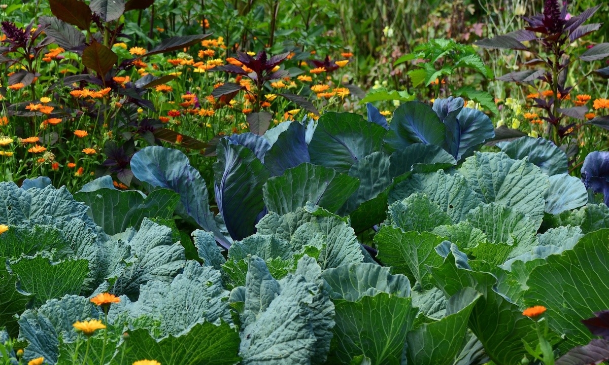 The Garden Ecosystem