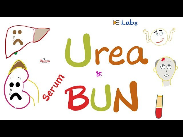 Serum Blood Urea Nitrogen and Serum Urea in Kidney Function Testing