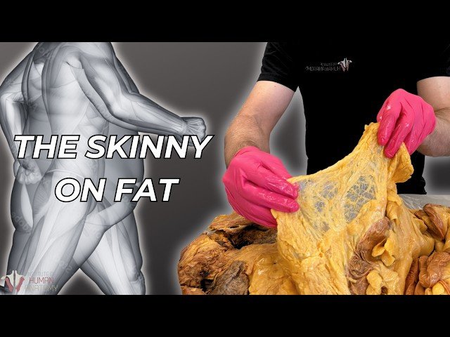 What Fat Really Does in Your Body - It's Not What You Think
