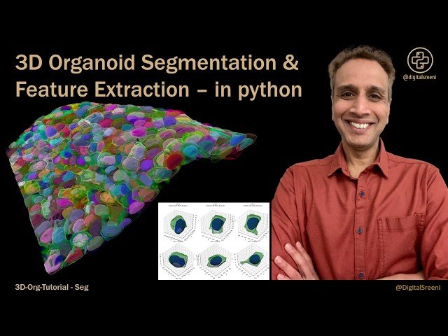 3D Organoid Segmentation and Feature Extraction in Python