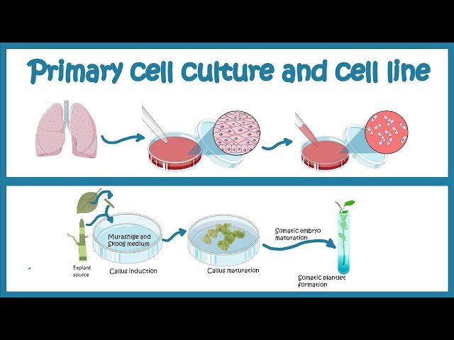 Cell and Tissue Culture - Primary Cell Lines, Plant and Animal Culture, and Clinical Applications