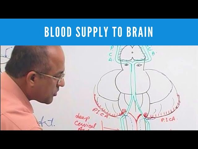 Blood Supply to Central Nervous System - Circle of Willis and Neuroanatomy