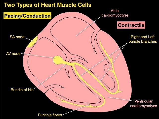 Cardiac Physiology