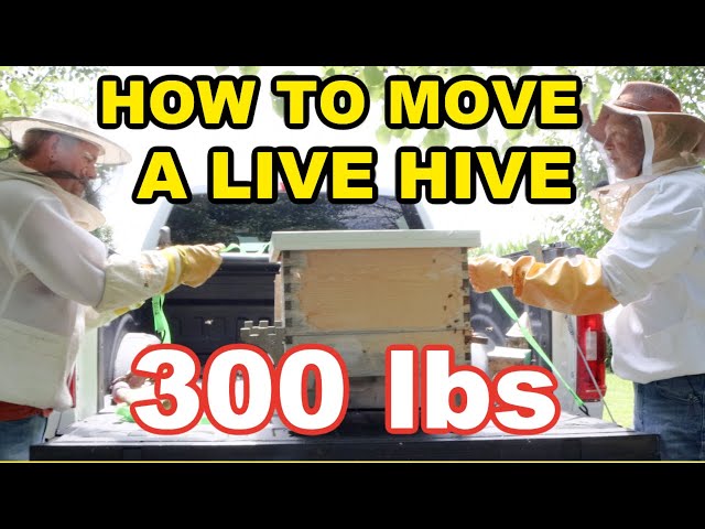 Beekeeping - How to Move a Hive by Yourself