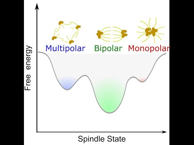 Sticking with Two Poles: Critical Biophysical Factors for Rescuing Mitotic Spindles