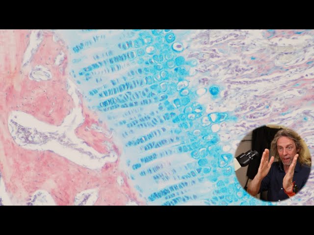 Histology of the Growth Plate: Endochondral Ossification and Bone Development