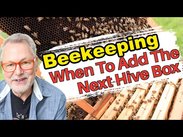 Beekeeping: When Should You Add Another Box to Your Hive? Too Late - Swarm, Too Soon - No Comb