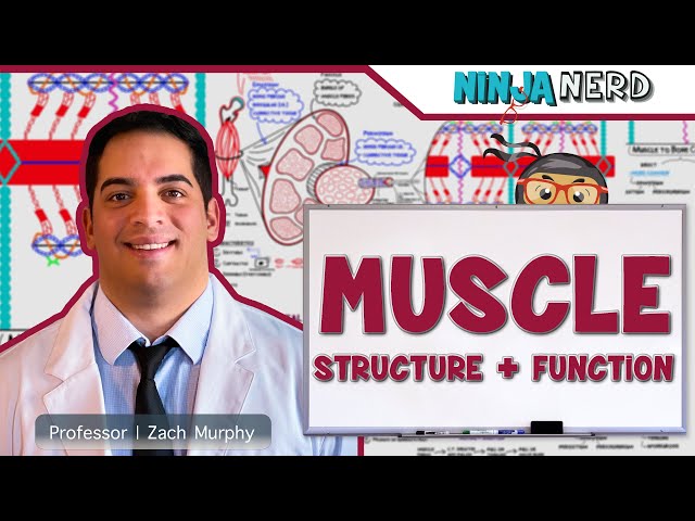 Musculoskeletal System - Muscle Structure, Function, and Mechanics