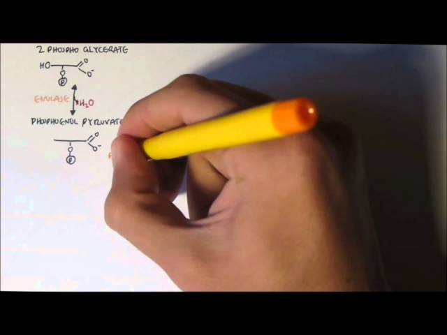 Biochemistry - Human Metabolism and Cellular Processes