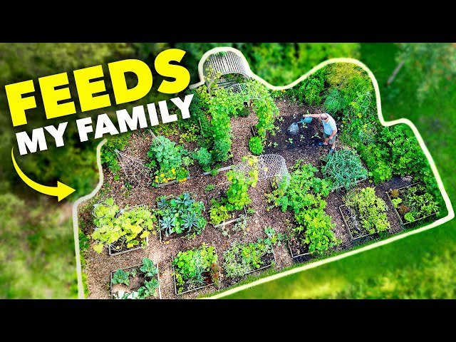Is 1/10 Acre Enough to Feed You? Here's What I Grew