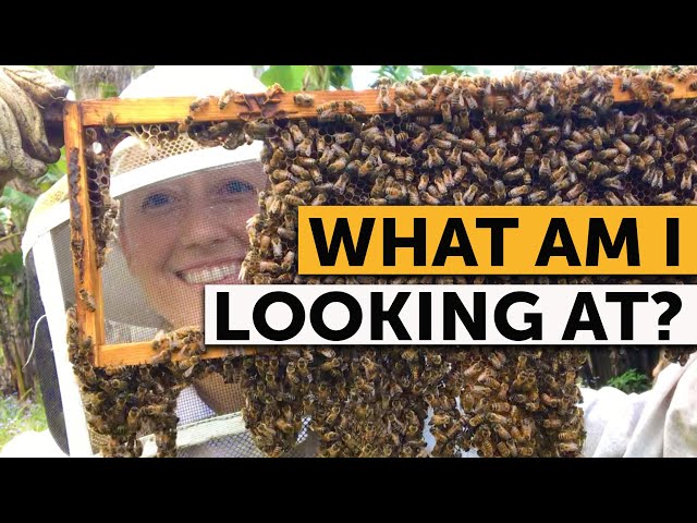 How to Read and Inspect a Beehive Frame - A Complete Guide
