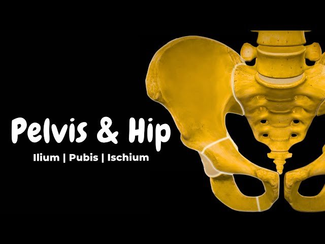 Pelvis and Hip Bone - Parts, Landmarks and Articulation - Anatomy