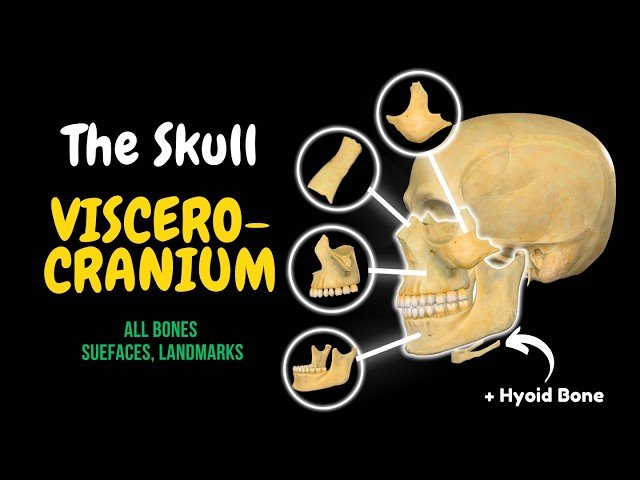 Skull Bones: Viscerocranium - Facial Skeleton and Hyoid Bone