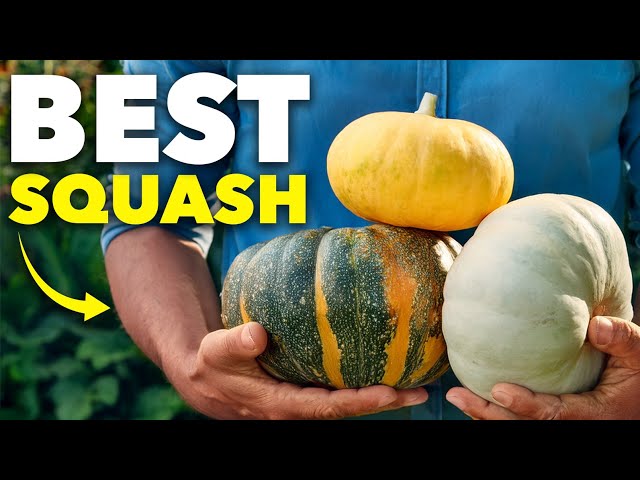 The 3 Squash Every Gardener Needs to Grow