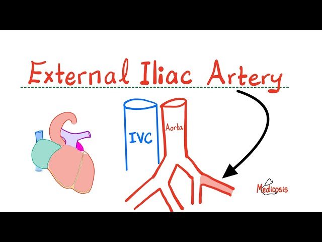 External Iliac Artery - Epigastric Arteries - Arteries of Pelvis - Anatomy of Pelvis and Perineum