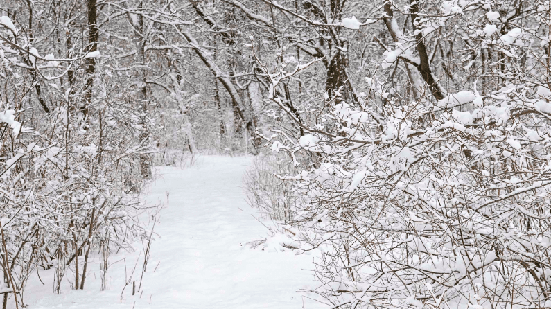 Wild Winter Edibles (Live Online)