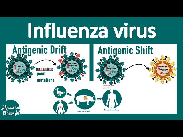 Influenza Virus - Antigenic Drift and Shift Explained with Animation