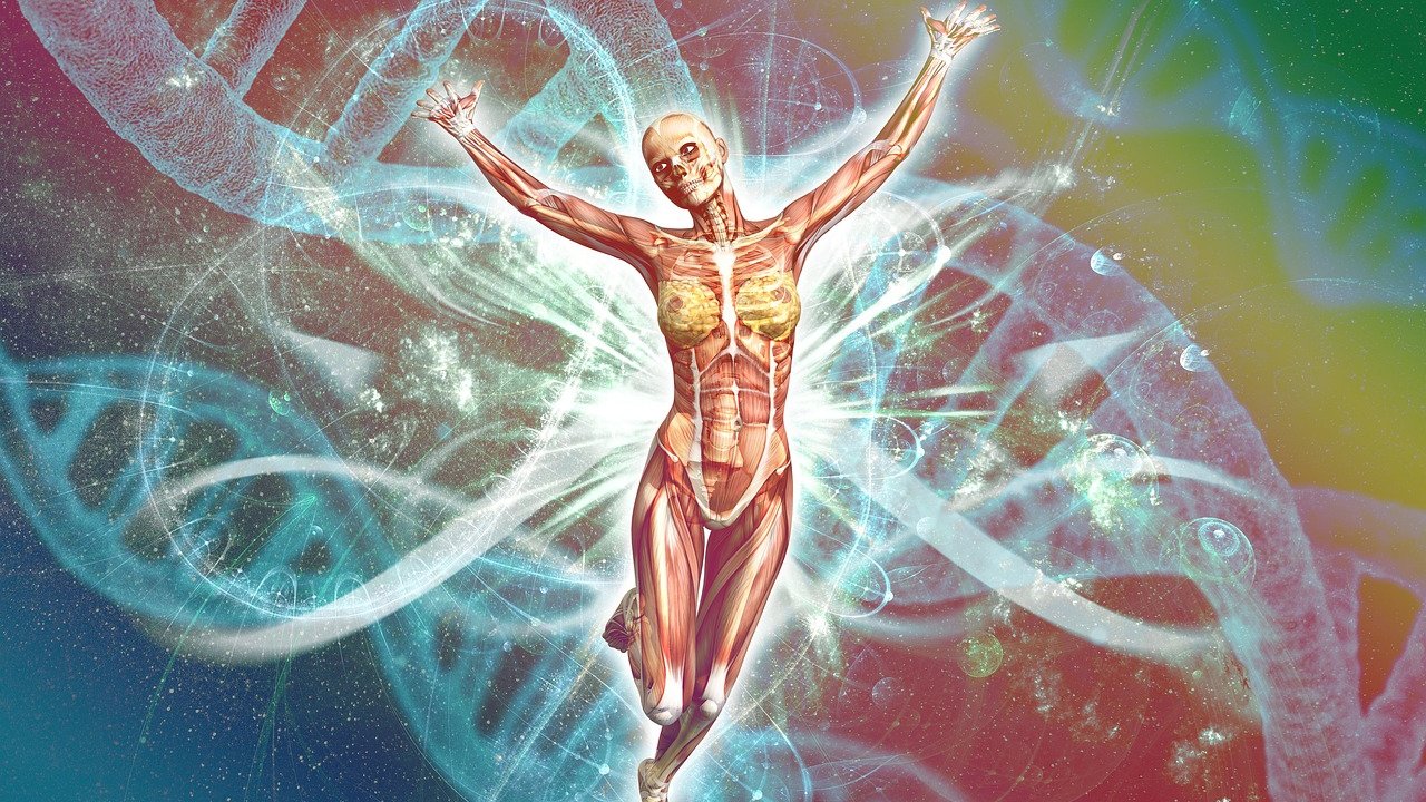 Human Genetics (Antrhpology)