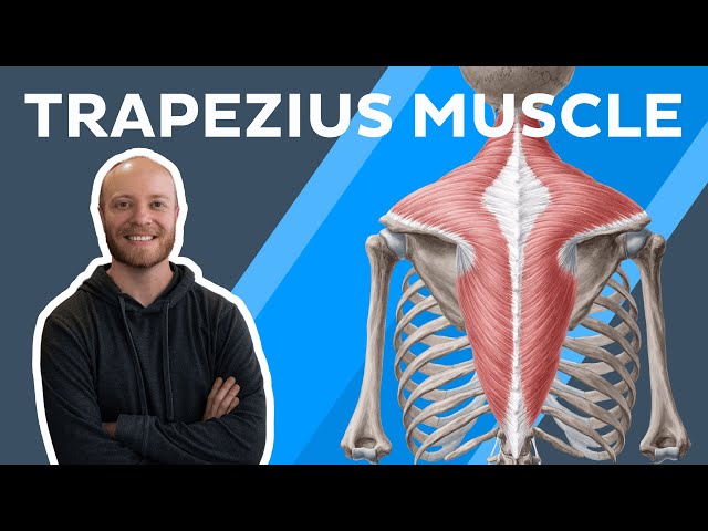 Trapezius Muscle Anatomy: Origins, Insertions, Innervation and Functions