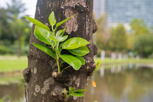 City and Sustainability