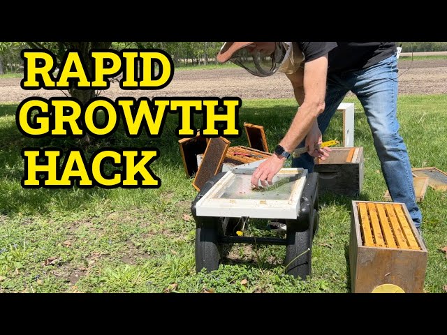 Beekeeping Expansion Secret: From Small Nuc to Powerhouse Hive
