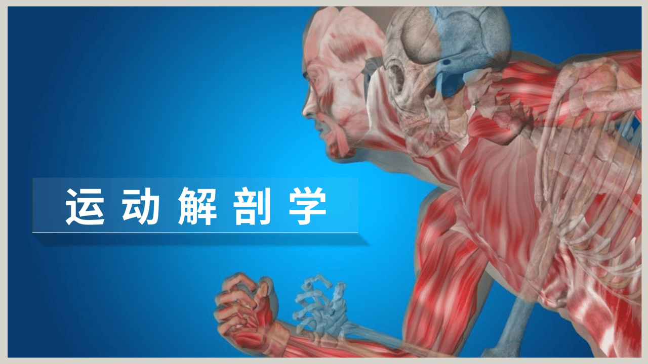 运动解剖学