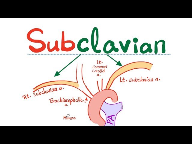 Subclavian Artery - Carotid Arteries - Anatomy of the Head and Neck